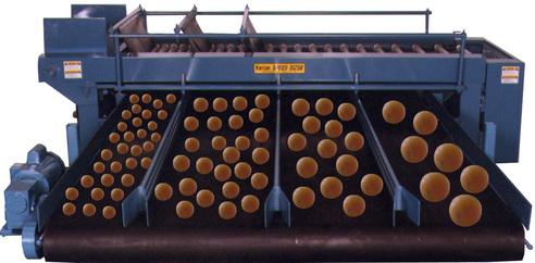 Kerian Speed Sizer sorting and sizing oranges; Kerian Speed Sizer tri et dimensionnement des oranges